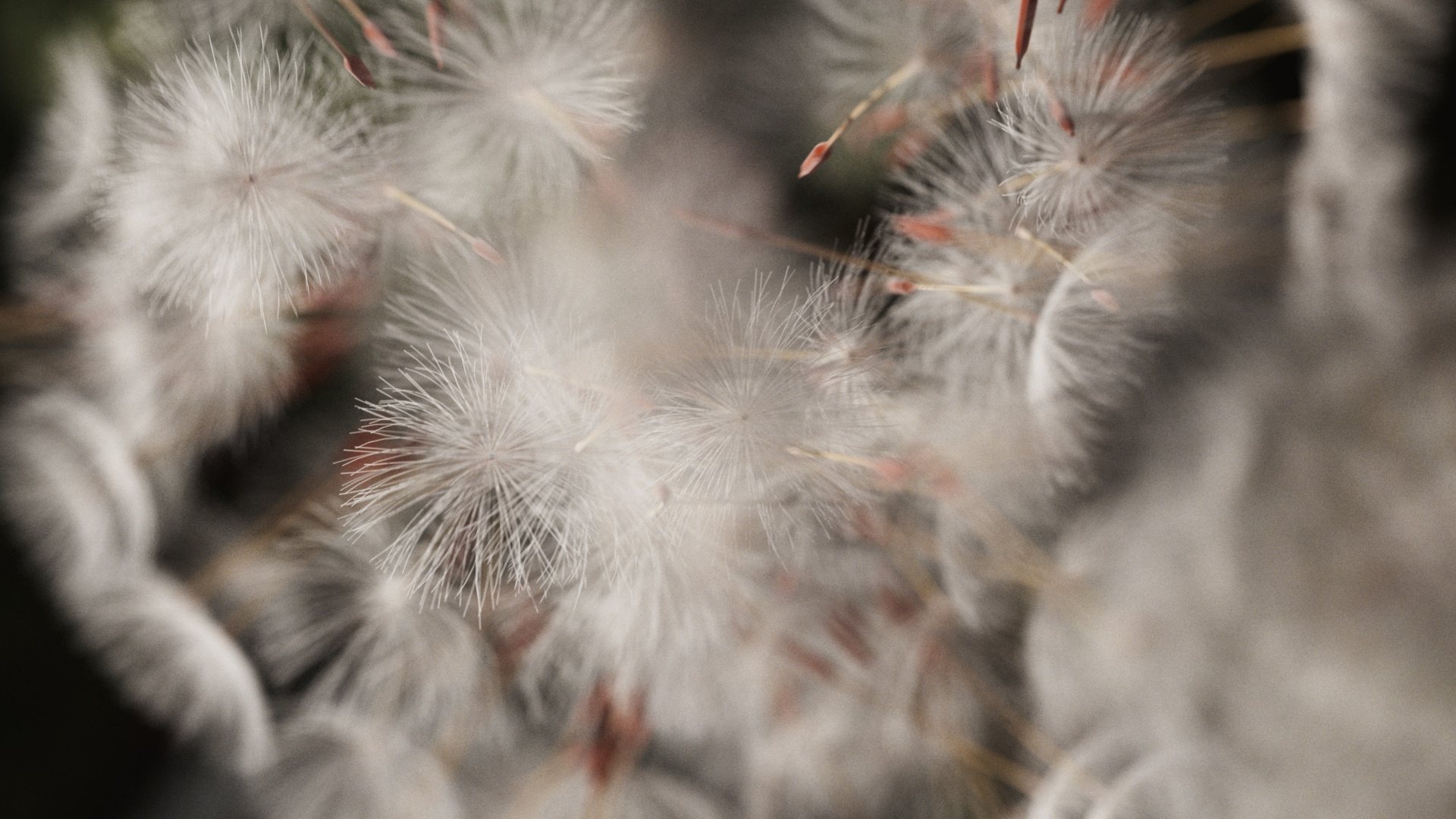 Oura Ring 2026 – Dandelion Blowing