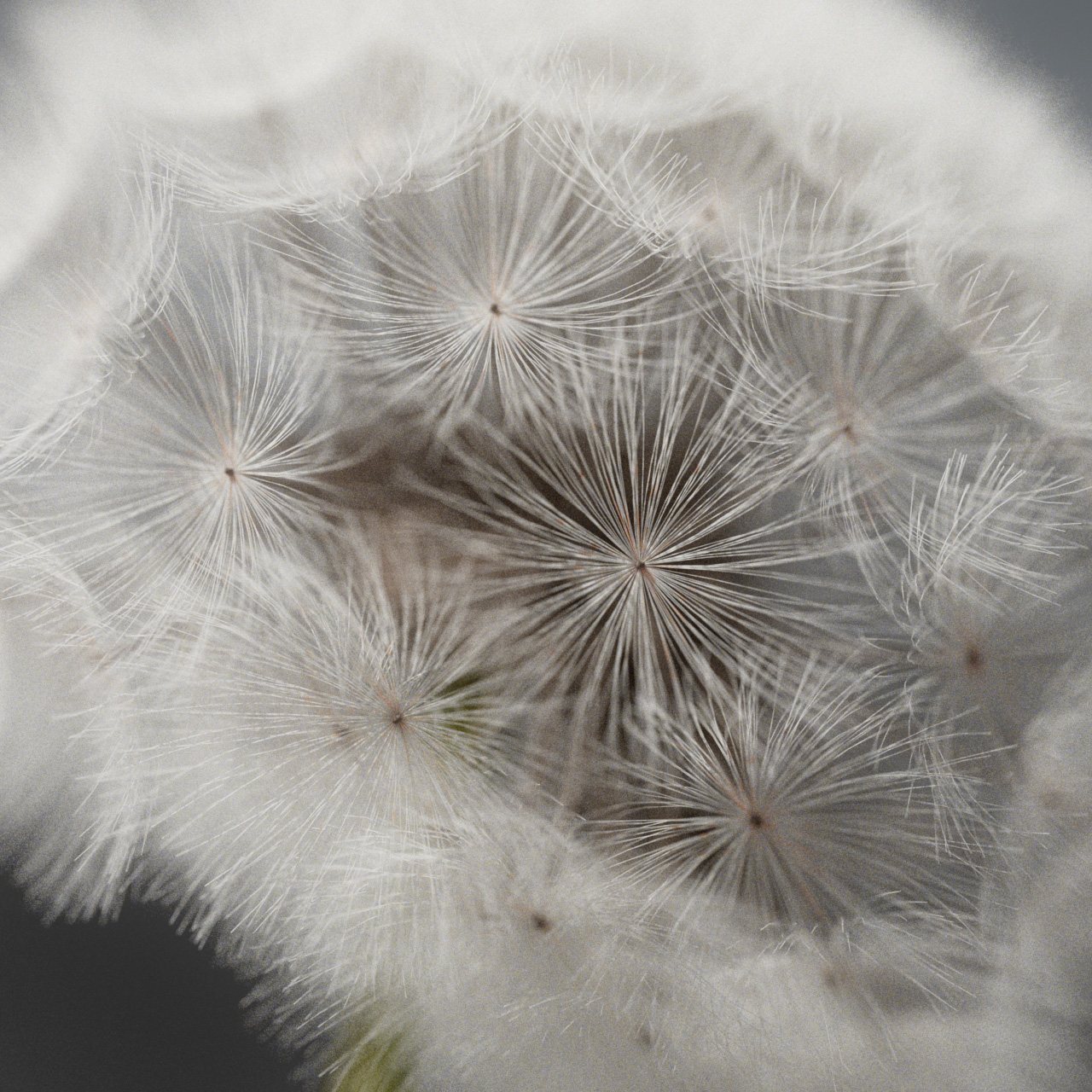 Oura Ring 2026 – Dandelion Blowing