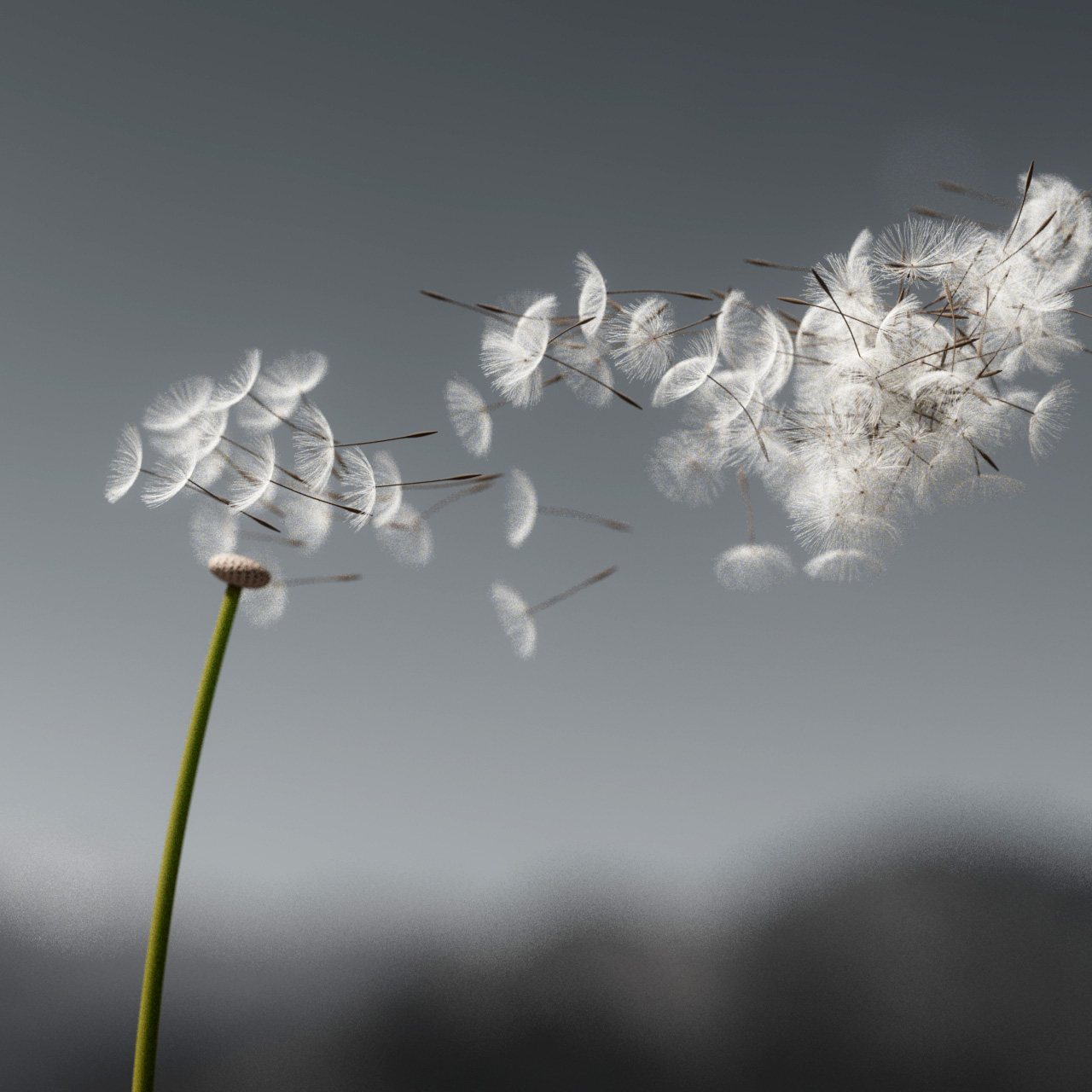 Oura Ring 2026 – Dandelion Blowing