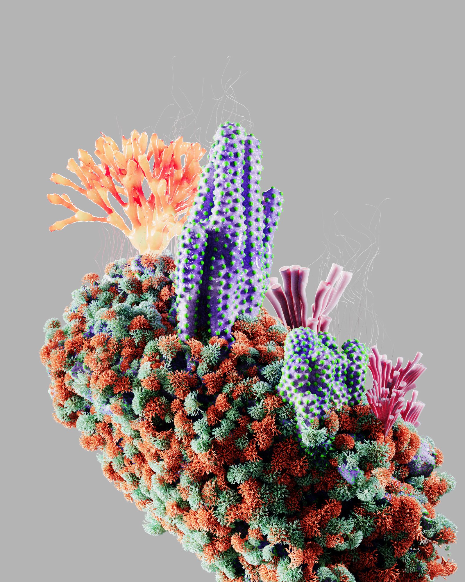 Summer Reef – 1
