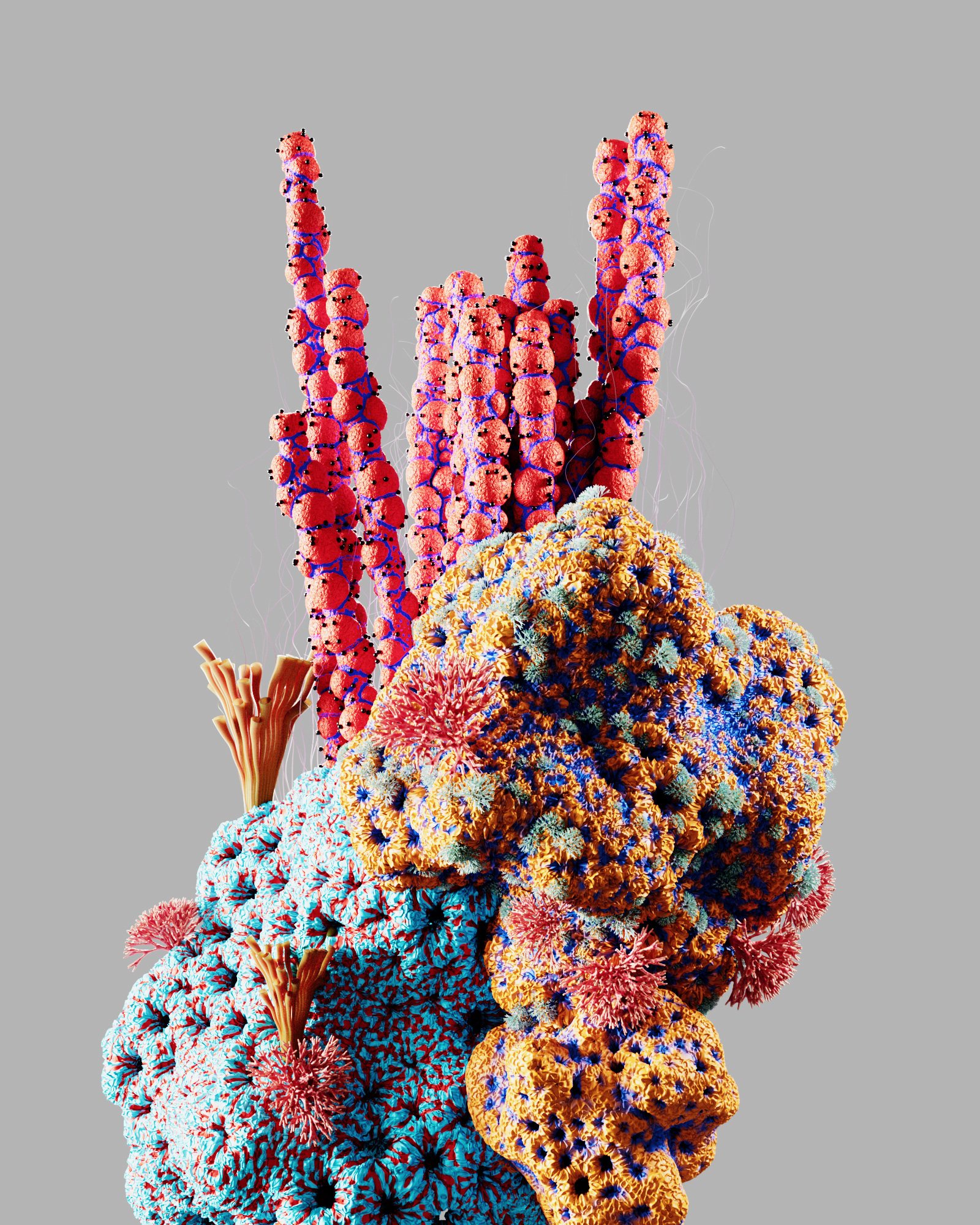 Summer Reef – 2