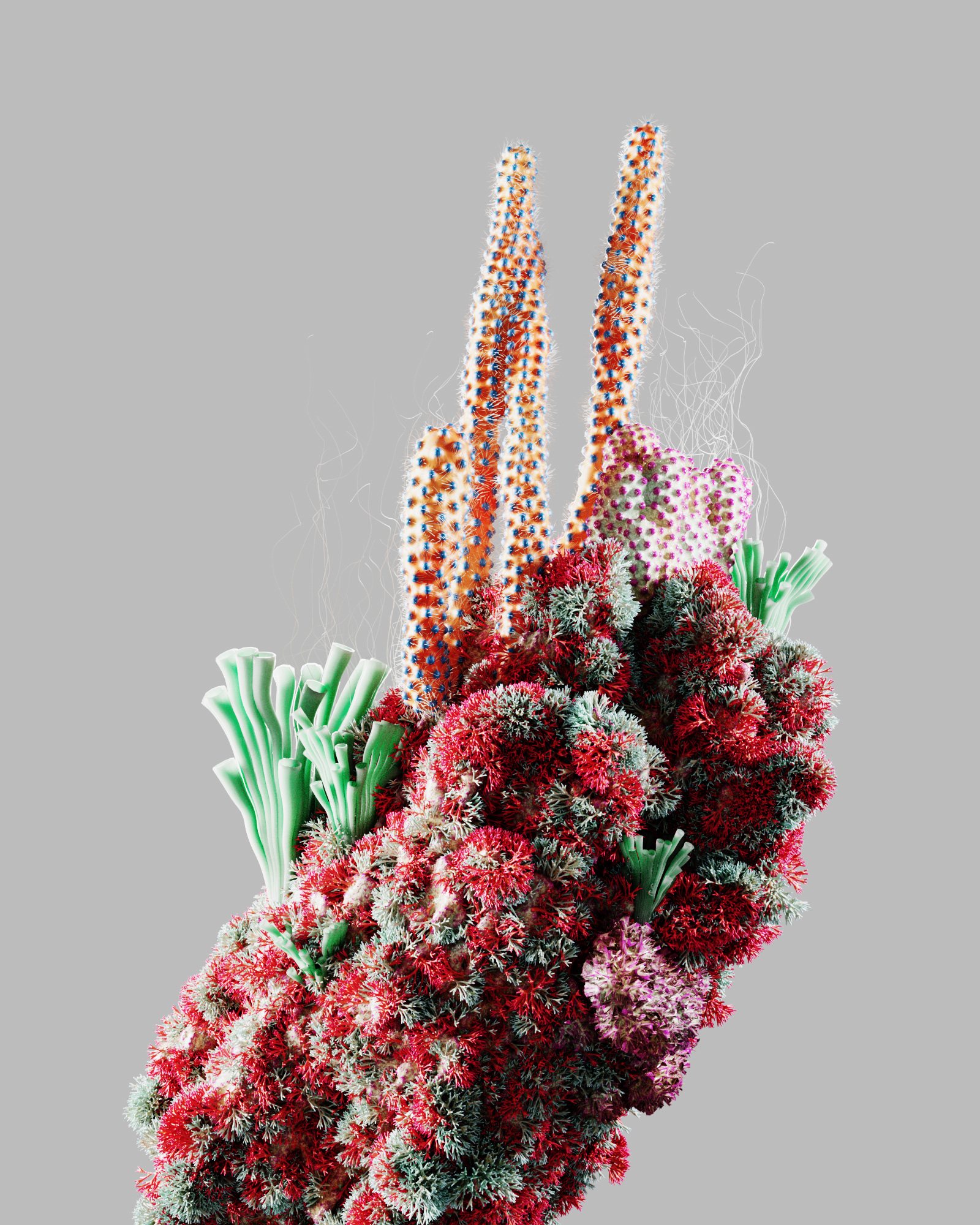 Summer Reef – 5