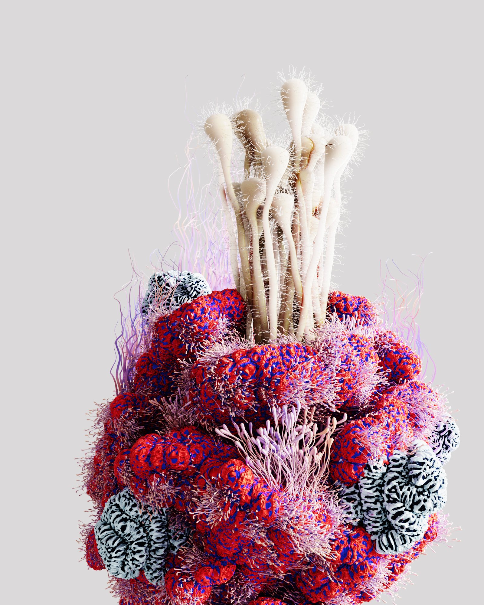 Summer Reef – 6